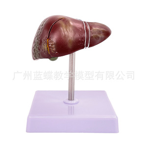 Modèle d'anatomie hépatique humaine pour simulation médicale, hilaire hépatique, vésicule biliaire, structure des voies biliaires, organe du système digestif - Product Image 4