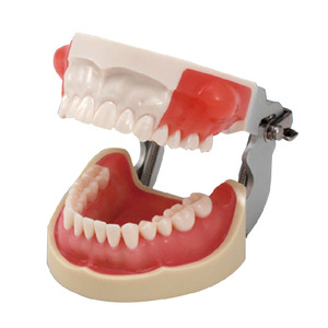 Modèle dentaire <span class=keywords><strong>maxillaire</strong></span> bilatéral de dents sensibles - Product Image 1