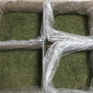 Té de Agujas de <span class=keywords><strong>Pino</strong></span> Secas de Alta Calidad de Marca Privada OEM, Hoja de Pinus Strobus Natural - Product Image 4