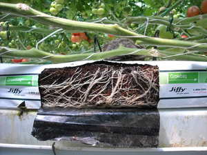 Sacs de plantation de fraises en plastique PE résistants aux UV et aux déchirures, utilisés <span class=keywords><strong>dans</strong></span> les jardins de serres - Product Image 6
