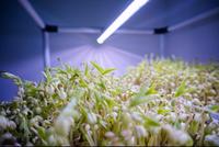 Lyine 6-2 Plateaux de fourrage hydroponiques pour jardin intérieur Microgreen avec éclairage LED
