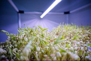Lyine 6-2 jardín interior Microgreen siembra plantación <span class=keywords><strong>germinar</strong></span> bandejas de forraje hidropónico con luces LED de cultivo - Product Image 3
