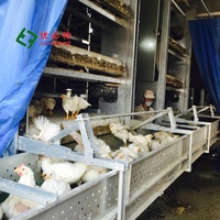 Équipement d'élevage entièrement automatisé pour animaux et volailles Fournitures agricoles Système de cage pour poulets de chair Poulet