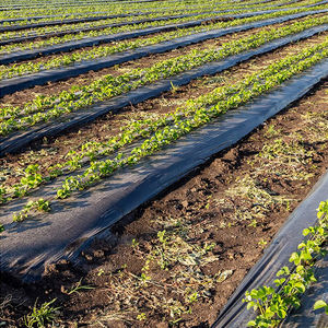 Le <span class=keywords><strong>film</strong></span> <span class=keywords><strong>de</strong></span> paillis agricole à grande échelle peut être un <span class=keywords><strong>film</strong></span> <span class=keywords><strong>perforé</strong></span> <span class=keywords><strong>Film</strong></span> noir agricole en matériau PE - Product Image 6