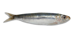 <span class=keywords><strong>Sardinas</strong></span> al por mayor por pieza, exportadoras, <span class=keywords><strong>precio</strong></span> por tonelada, pescado congelado, sardina - Product Image 2