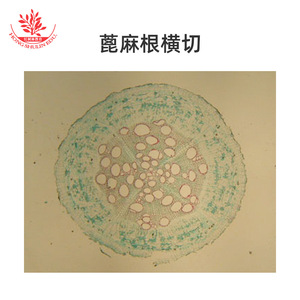 Portaobjetos microbianos de alta transmitancia para la investigación científica en la educación superior y laboratorios biológicos, incluyendo - Product Image 4
