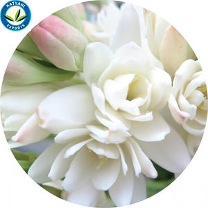 100% Absolu de tubéreuse/100% Absolu de tubéreuse pur et naturel - Product Image 2