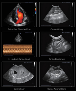 Sonda de Ultrasonido Veterinaria Portátil de Calidad Premium para Animales, Uso Equino y Bovino, Máquina de Ultrasonido Portátil para Laptop - Product Image 4