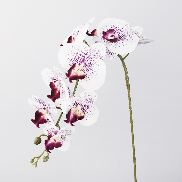 สีขาวกับสีม่วง