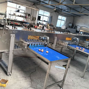 Clasificadora electrónica de clasificación de peso de huevos de aves de corral 15000 pcs/h - Product Image 6