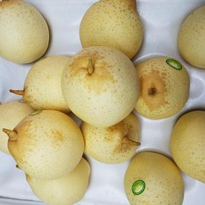 Peras Dulces Frescas para Exportación, Variedades Ya / Crown / <span class=keywords><strong>Anjou</strong></span> Disponibles, Suministro al por Mayor para Minoristas e Industria Alimentaria - Product Image 4