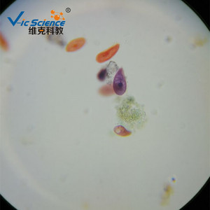 Paramecium conjugation slide, animal, protozoa, plant and animal section specimen, for <b>microscope</b> use. - Product Image 4