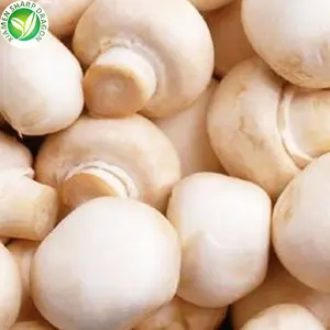 Frozen IQF Fresh Best White Champginon Button Mushroom Spawn Agaricus Bisporus Mushroom Organic Freezing Bulk Wholesale Price