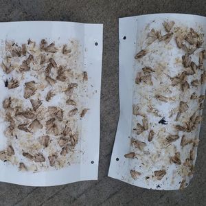 Feromona Sexual para Spodoptera Frugiperda, Atrayente FAW, Control de Gusano de las Hojas del Maíz, Cebo para Gusano del Ejército de Otoño - Product Image 3