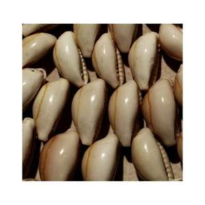 เปลือกหอยคุณภาพสูงสำหรับตกแต่งเฟอร์นิเจอร์และอุปกรณ์เสริม - Product Image 3