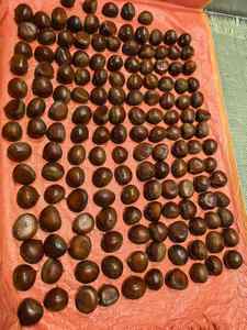 2025 cina nuovo raccolto castagno cinese <span class=keywords><strong>castagne</strong></span> fresche prezzo all'ingrosso alla rinfusa essiccato e arrostito con gusto dolce - Product Image 4