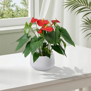 Maceta Moderna Grande de Cerámica Blanca Brillante, Juego de 2 Macetas Esmaltadas de 11.3x11.3x6.5 Pulgadas para Patio, Ventanas y Hogar - Product Image 3