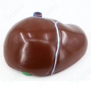 Scienza medica soggetto modello di fegato modello anatomico di fegato modello di malattia <span class=keywords><strong>del</strong></span> fegato umano - Product Image 6