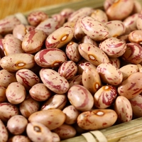 Vente en gros de haricots mouchetés légers à des prix modérés