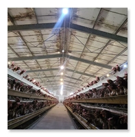 Conception de ferme avicole pour 3000 oiseaux, cage à poules pondeuses en batterie, cage à volailles, vente pour ferme au Ghana au prix d'usine