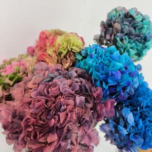 Couleurs dégradées stabilisées vraies fleurs d'<span class=keywords><strong>hortensia</strong></span> séchées préservées <span class=keywords><strong>hortensia</strong></span> à grandes feuilles pour les événements à la maison décor de mariage bricolage artisanat - Product Image 5