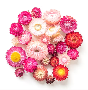 Kit da Giardino per Margherite Eterne, Kit di Coltivazione di Fiori a Lunga Durata, Regalo per Amanti del Giardinaggio, Adatto ai Principianti - Product Image 5