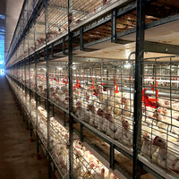 Cage à poulets de chair automatisée à 4 niveaux, équipement d'élevage avicole avec système de récolte à chaîne