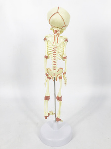 Modèle anatomique du squelette <span class=keywords><strong>de</strong></span> fœtus âgé <span class=keywords><strong>de</strong></span> 30 semaines, structures anatomiques détaillées, matériau PVC écologique, certifié CE pour <span class=keywords><strong>la</strong></span> science - Product Image 4