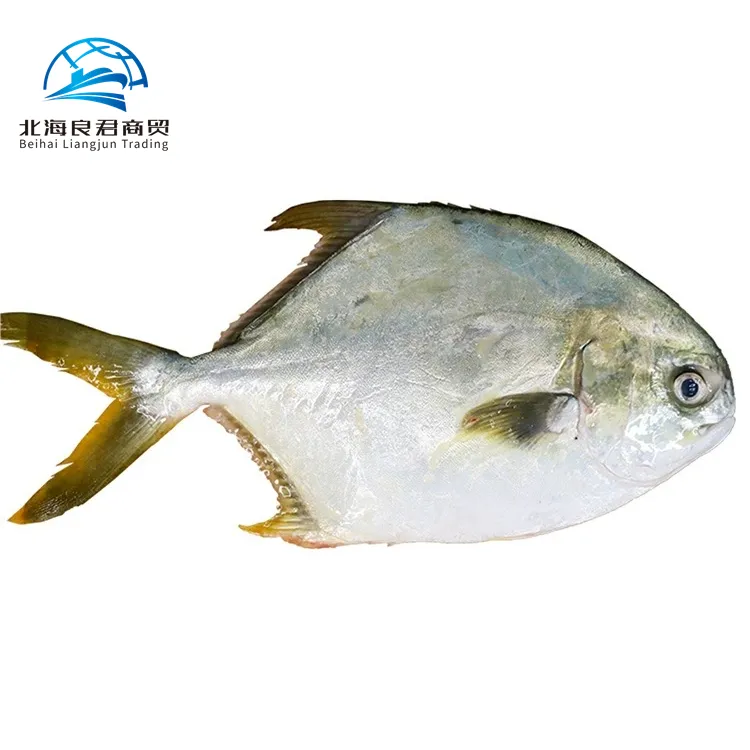 China agricultura Golden Pomfret pescado precio al por mayor de alta calidad delicioso congelado todo redondo Pompano dorado