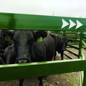 Premium 6 Rail Ganado Paneles Valla Caballo Oveja Stockyard <span class=keywords><strong>Corral</strong></span> Panel Patio Esgrima Enrejado Puertas - Product Image 6