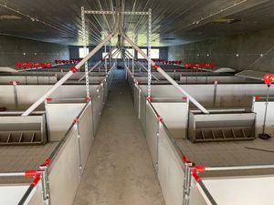 Yeni hayvancılık domuz yetiştiriciliği ekipmanları Wean-to-Finish tezgahları hayvancılık çözümleri için kasalar bitirme domuz besi hayvan kafesleri - Product Image 4