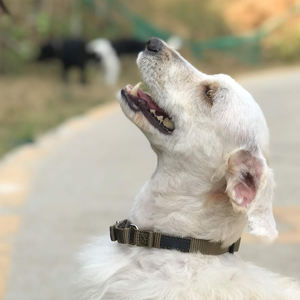 <span class=keywords><strong>Collier</strong></span> pour <span class=keywords><strong>chien</strong></span> Martingale en nylon robuste de couleur unie réglable <span class=keywords><strong>anti</strong></span>-évasion pour chiens-Entraînement à la marche Utilisation quotidienne - Product Image 6