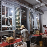 Vente directe usine – Cages à batterie en H de 3 à 12 niveaux pour poules pondeuses – Équipement d'élevage avicole