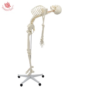 Modelo de esqueleto humano, columna vertebral flexible de tamaño real estándar, de tamaño natural, de la serie de modelos - Product Image 4