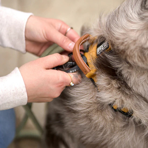 2025年新型アウトドア探検犬用ハーネス、Y型調節可能ナイロン製、ソフトパッドと通気性機能付き、アクティブなペット向け - Product Image 4