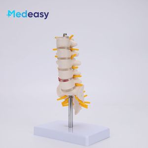 Modèle de colonne lombaire avec vertèbres caudales et mini simulateur de colonne lombaire - Product Image 4
