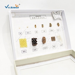 Spécimen de l'<span class=keywords><strong>histoire</strong></span> de vie des abeilles - Product Image 6