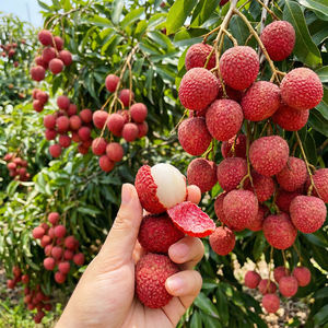 लिम्ची पील अर्क और फ्लेवोनोइड्स प्राकृतिक सफेदी और एंटी-ऑक्सीडेंट घटक स्वास्थ्य खाद्य ग्रेड पाउडर जीवाणु - Product Image 2