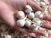 Ly Son Lonely Ail Cuisson Épices en Vrac pour Import/Export à Bas Prix Fabriqué au Vietnam Exportation vers EU USA Tax Free