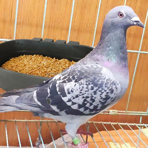 Bebedero y Comedero Redondo de Plástico <span class=keywords><strong>para</strong></span> Aves de Corral, Pollos, Palomas, <span class=keywords><strong>Gallos</strong></span> y Codornices, Venta Caliente YYC - Product Image 6