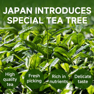 Высококачественный органический парадный порошок маття из натурального зеленого чая с витаминами, оптовая продажа - Product Image 4