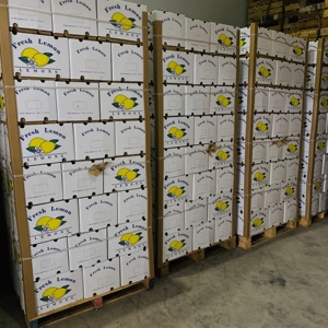 High Quality Fresh <strong>Lemon</strong> for Exporting - Product Image 4