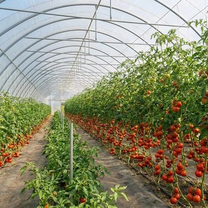 Serre en film plastique multi-travées à ventilation de toit, directement de l'usine, pour projets commerciaux de culture de légumes - Product Image 1