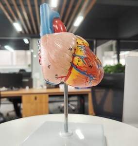 DARHMMY Model hati besar sains medis anatomis alami dengan 2 bagian bahan PVC - Product Image 4