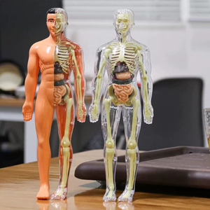 Kids Educational DIY Human Body Stereoscopic <strong>Model</strong> Kit <strong>Science</strong> Toys in Sets - Product Image 6