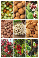 Machine de récolte d'oliviers Machines de récolte de fruits Cueilleur vibrant de noisettes