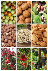 Máquina cosechadora <span class=keywords><strong>de</strong></span> olivos Maquinaria <span class=keywords><strong>de</strong></span> cosecha <span class=keywords><strong>de</strong></span> frutas Recolector vibrador <span class=keywords><strong>de</strong></span> avellanas - Product Image 6