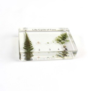 Vòng đời của mẫu nhựa dương xỉ cho mô hình giảng dạy động vật thực sự của trường - Product Image 6