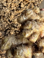 Gingembre frais de haute montagne, mûri au soleil, origine Chine, gingembre frais propre de qualité alimentaire pour la cuisine, l'assaisonnement et l'exportation