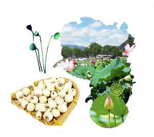 Tuerca de loto seca china, semilla de loto blanca seca para Congee - Product Image 6